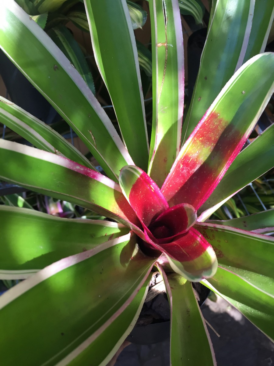 Foto 1 - Neoregelia sheba