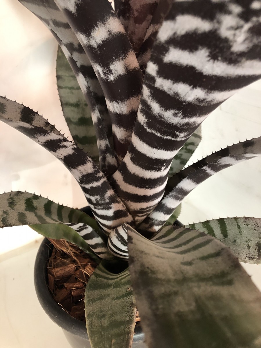 Aechmea chantini negra - E-bromélias Loja Online