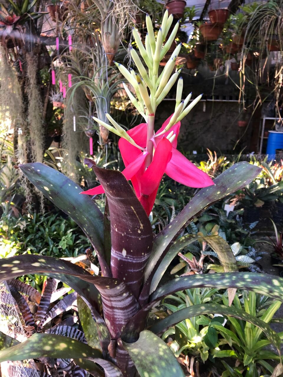 Bilbergia amoena viridis - E-bromélias Loja Online
