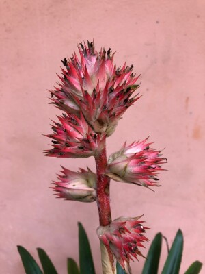 Foto2 - Hohenbergia barbarespina