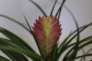 Foto2 - Wallisia cyeanea (Antiga Tillandsia Cyanea)