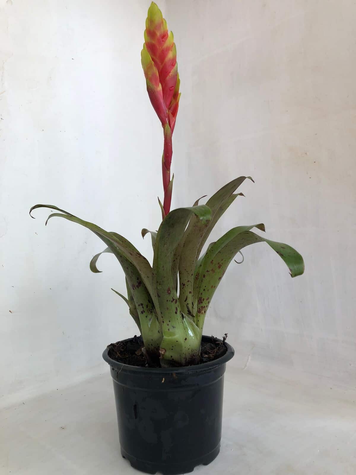 Vriesea clarisse - E-bromélias Loja Online