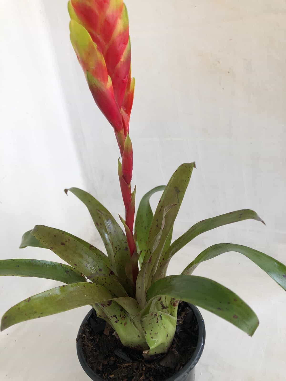 Vriesea clarisse - E-bromélias Loja Online