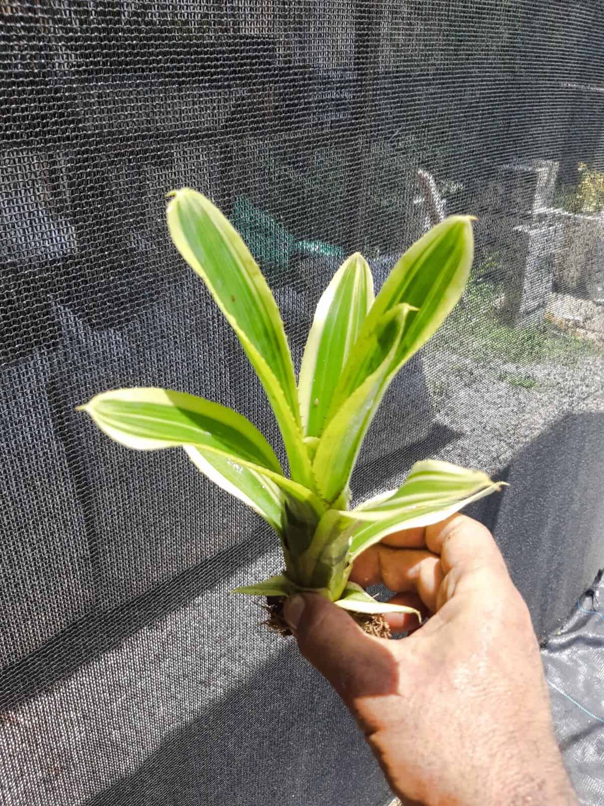 Imagem do produto Aechmea nudicaulis albo-marginata "Praia Mole"