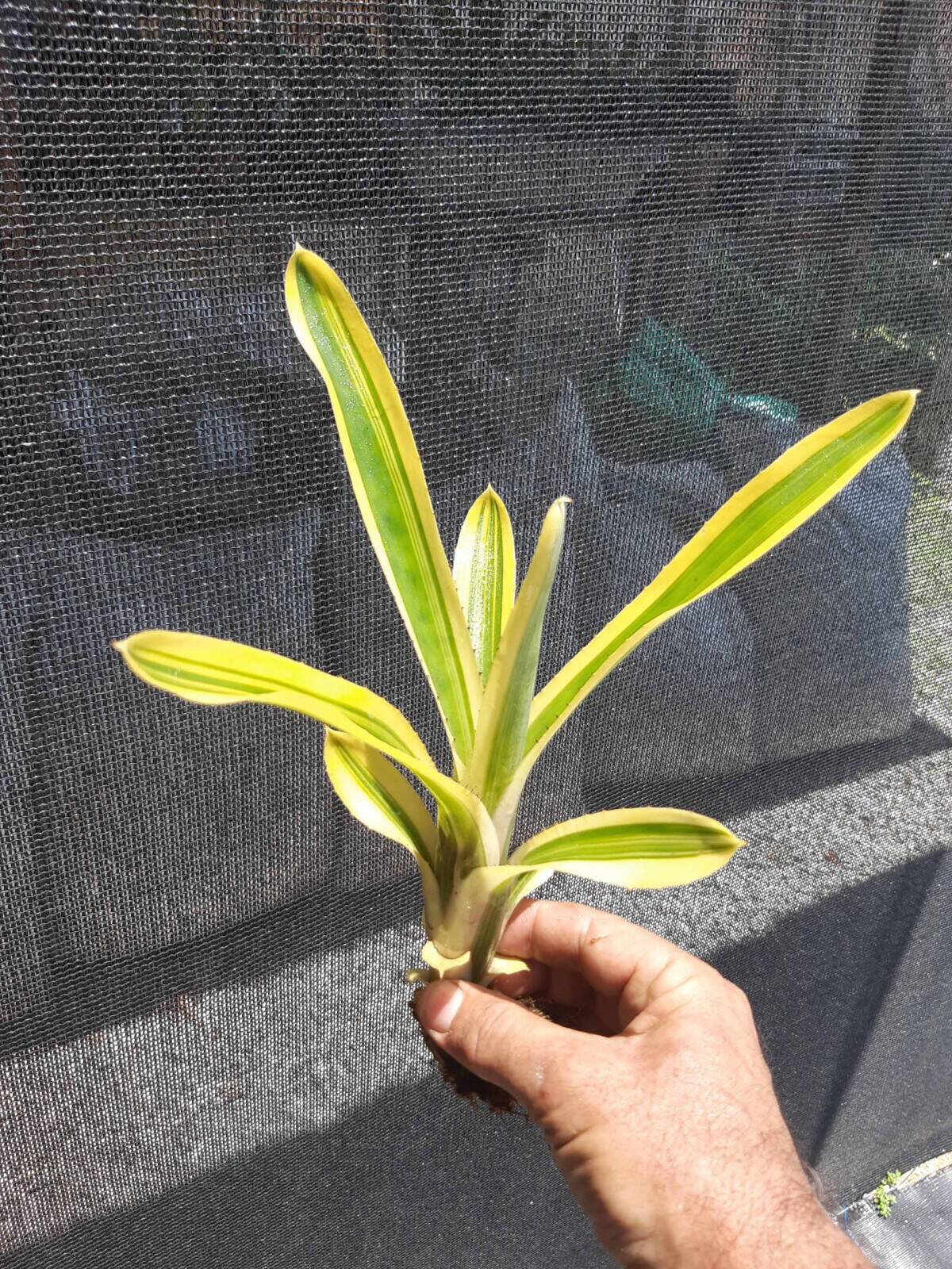Imagem do produto Aechmea nudicaulis flavo-marginata