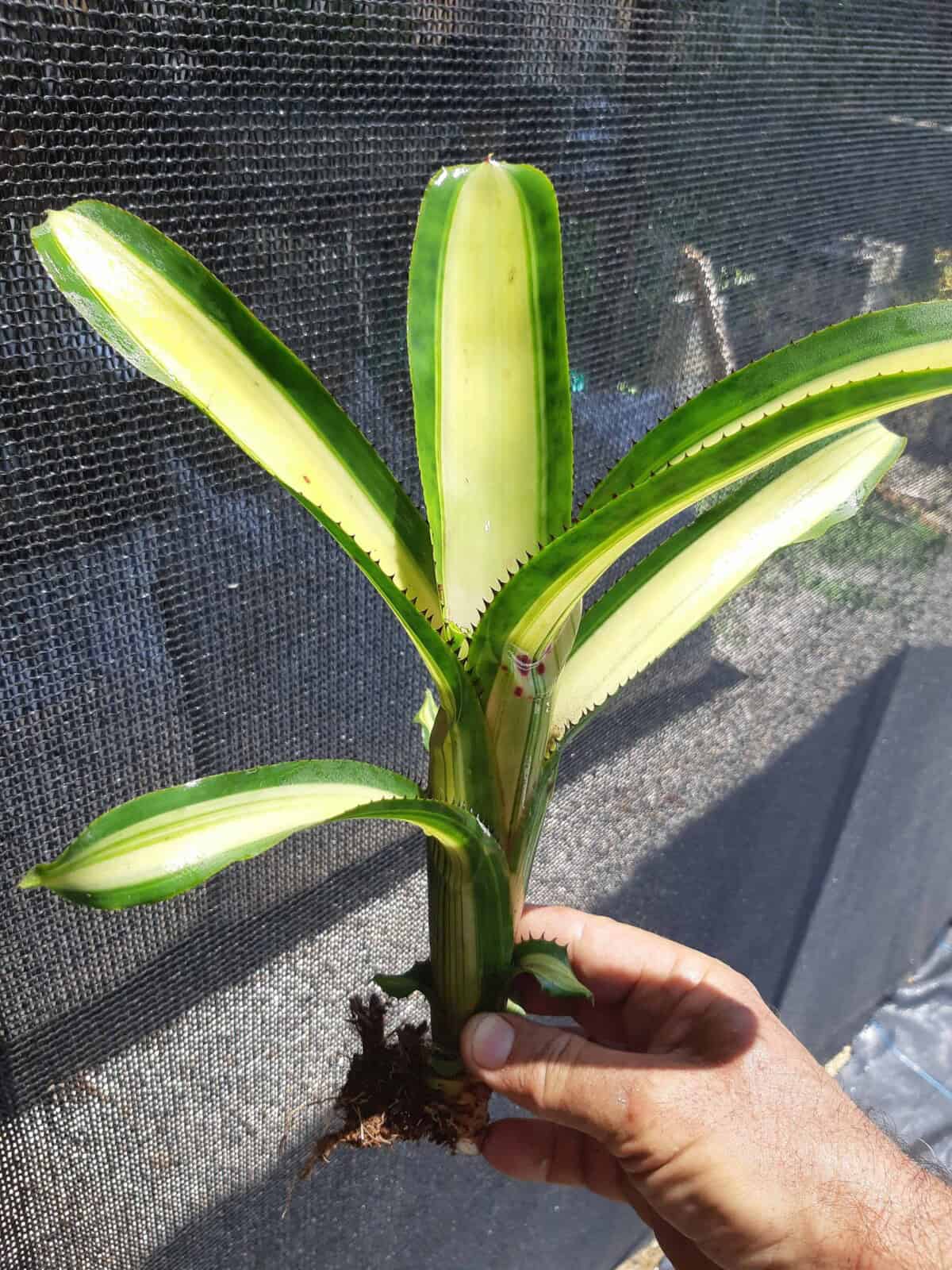 Imagem do produto Aechmea nudicaulis variegata