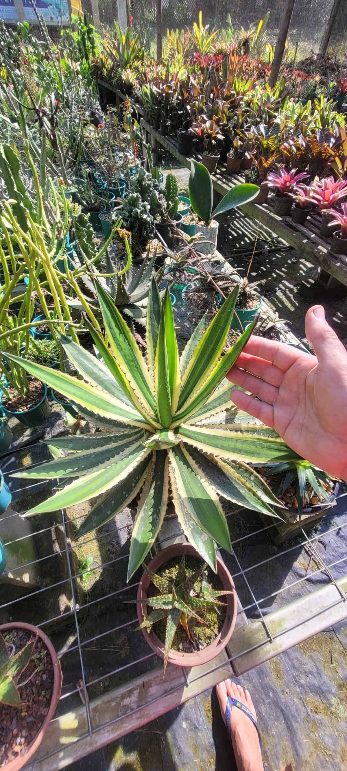 Imagem do produto Agave Lophantha quadricolor