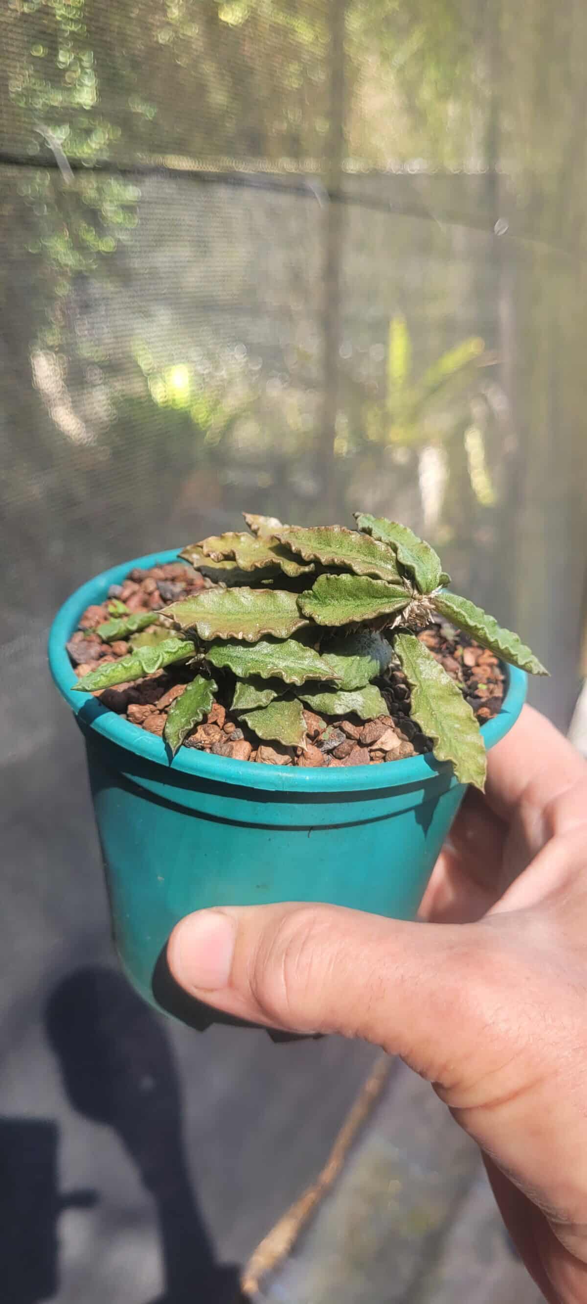Imagem do produto Euphorbia decaryi