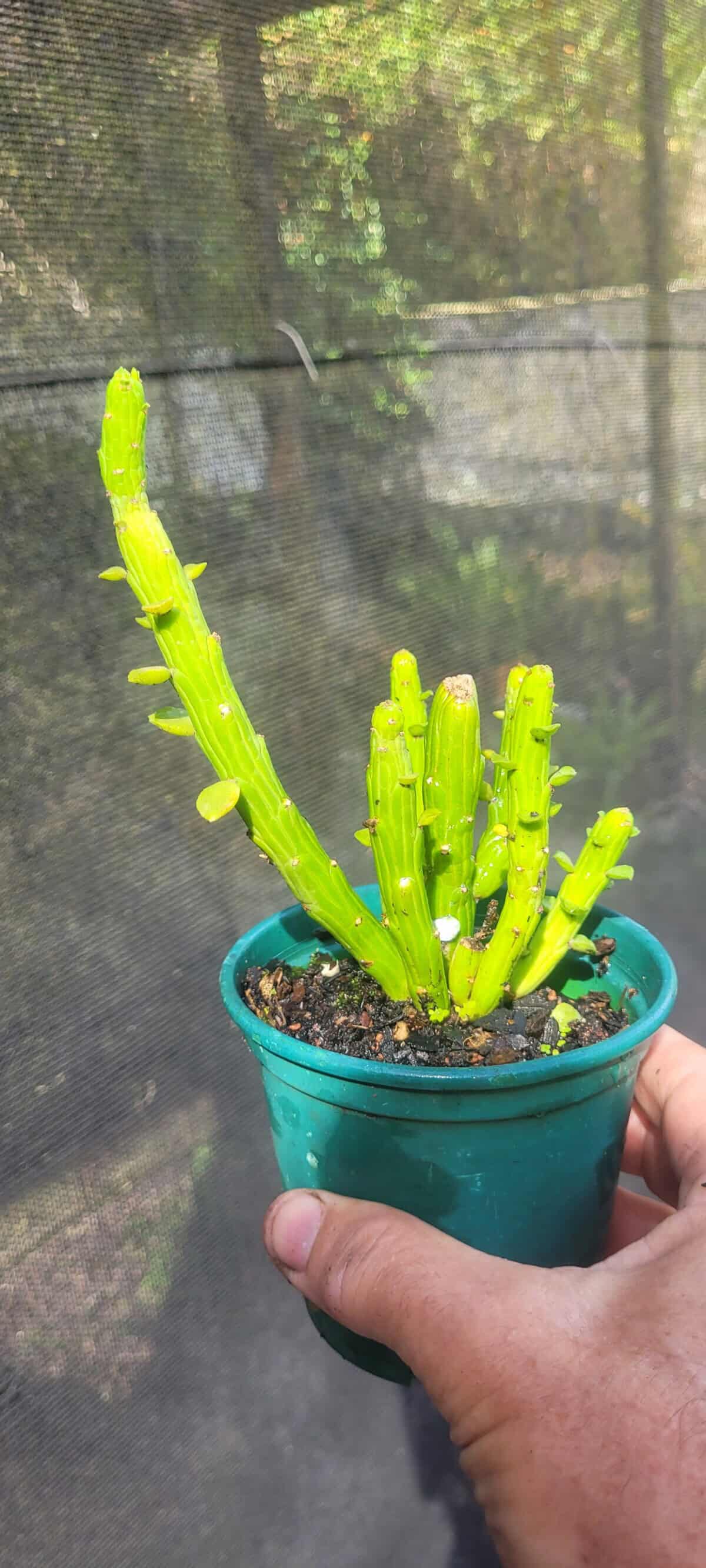 Imagem do produto Euphorbia ellenbeckii