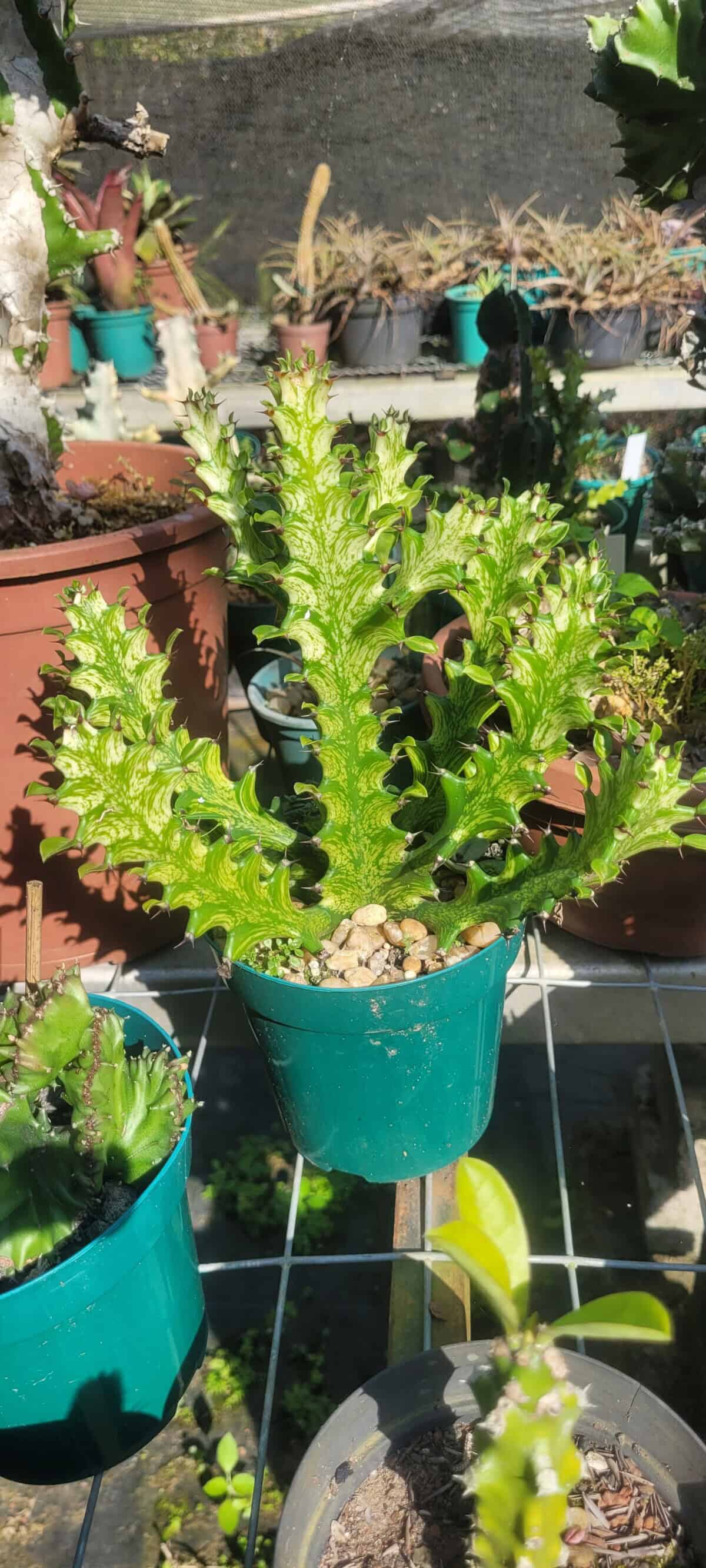 Imagem do produto Euphorbia mayurnathanii variegata