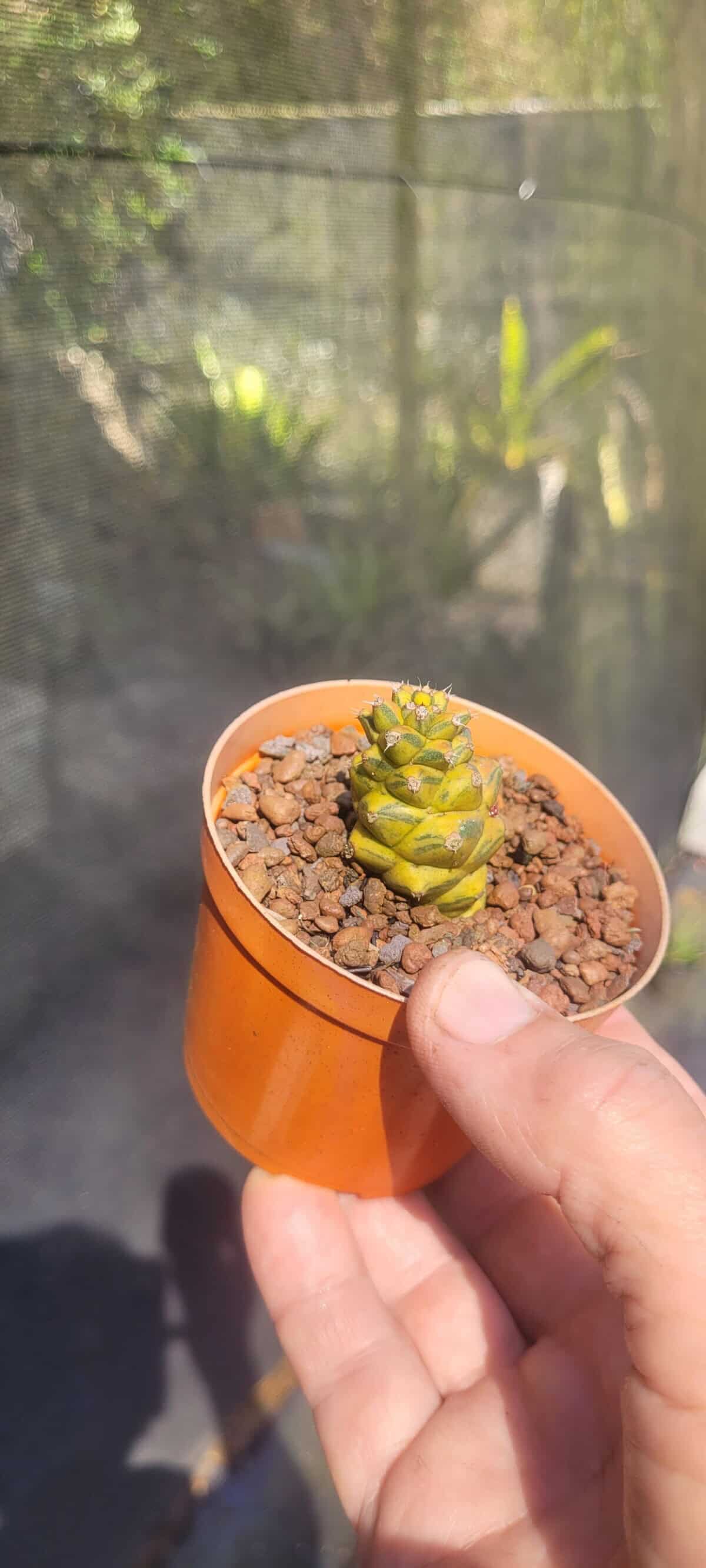 Imagem do produto Euphorbia ritchiei variegata