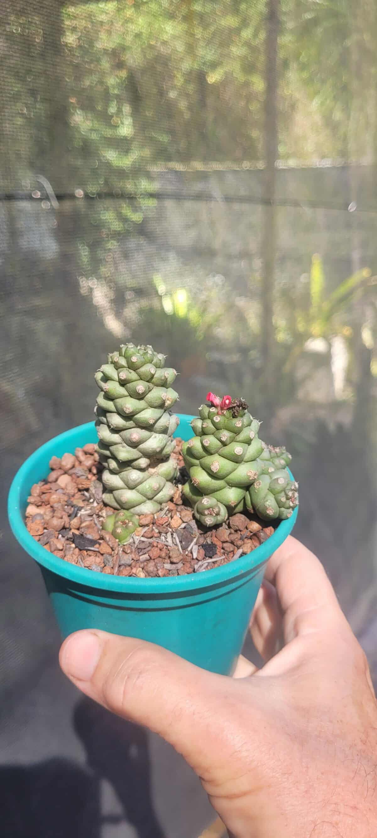 Imagem do produto Euphorbia ritchiei