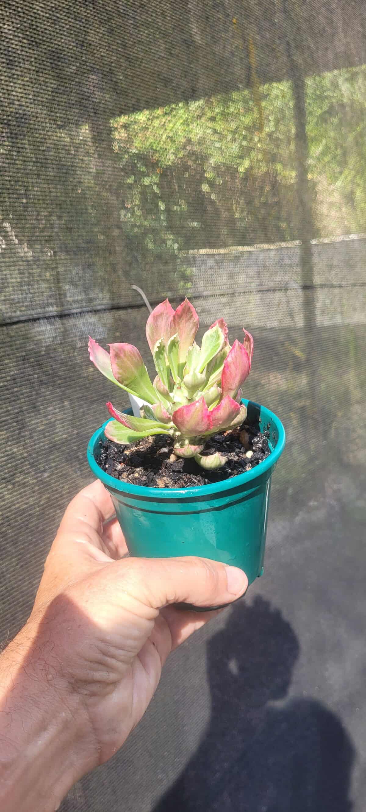 Imagem do produto Euphorbia stapelioides