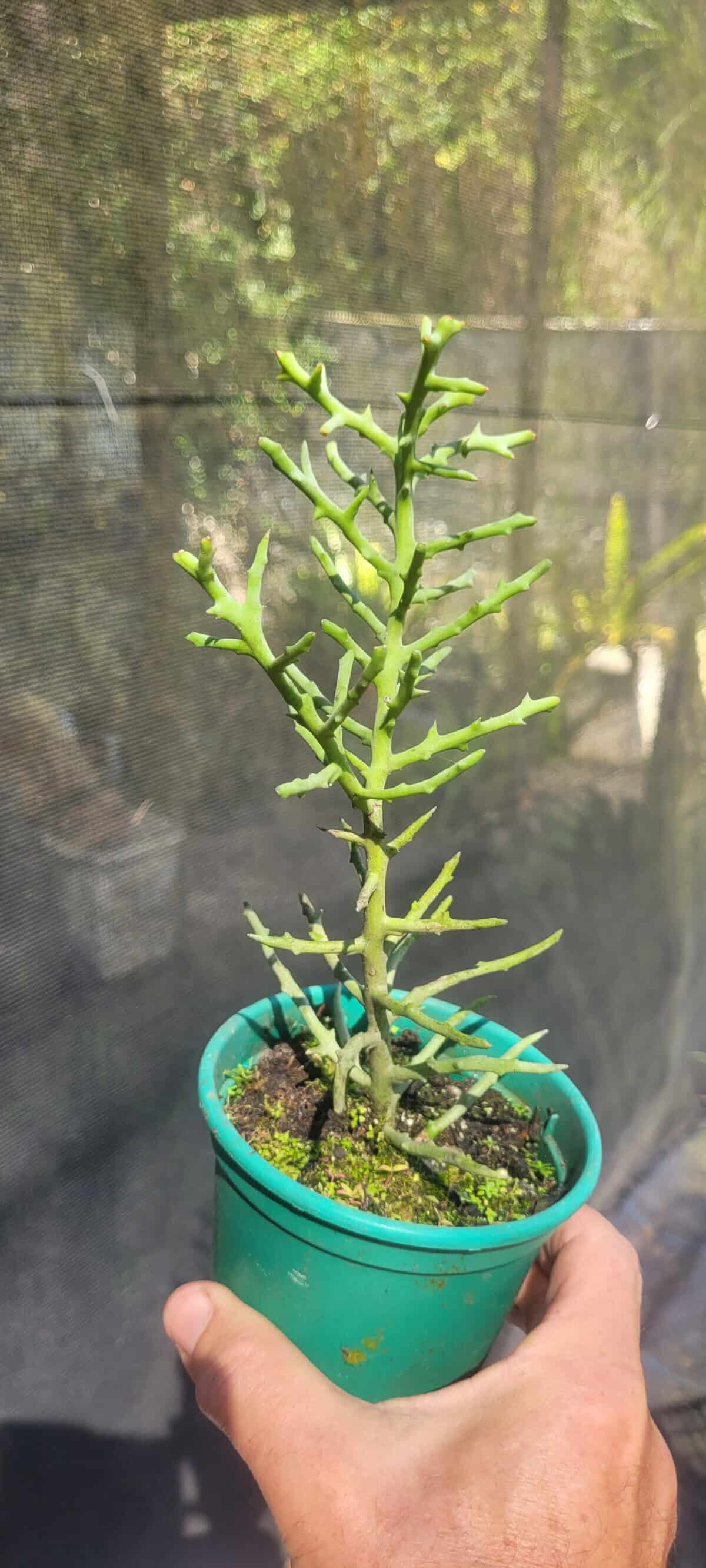 Imagem do produto Euphorbia stenoclada