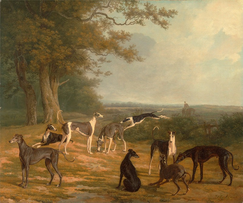 Foto 1 - Nove Galgos em um Floresta Cães de Caça Greyhound Inglaterra Pintura de Jacques-Laurent Agasse em TELA 
