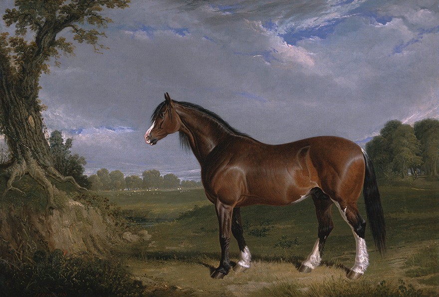 Foto 1 - Um Garanhão de Clydesdale Cavalo de Tração Britânico Pintura de John Frederick Herring em TELA