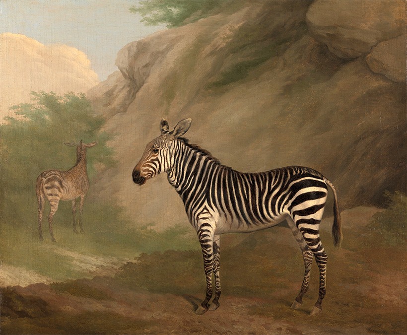 Foto 1 - Zebra Equídeo Africano Animal Pintura de Jacques-Laurent Agasse em TELA 